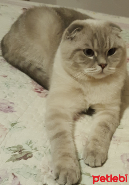 Scottish Fold, Kedi  Cesur Carlos fotoğrafı