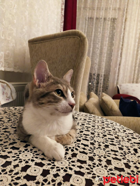 Tekir Kedi, Kedi  Minik fotoğrafı