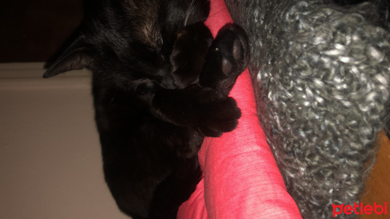 Bombay, Kedi  kai fotoğrafı