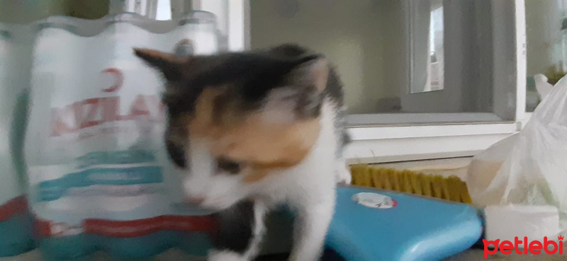 Tekir Kedi, Kedi  Kuyruk fotoğrafı