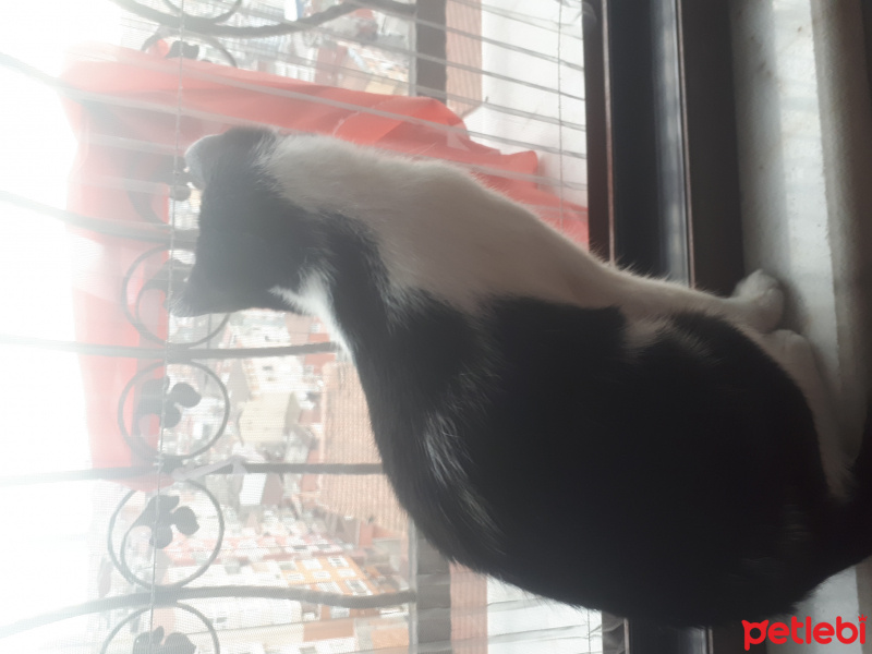 Tekir Kedi, Kedi  Fıstık fotoğrafı
