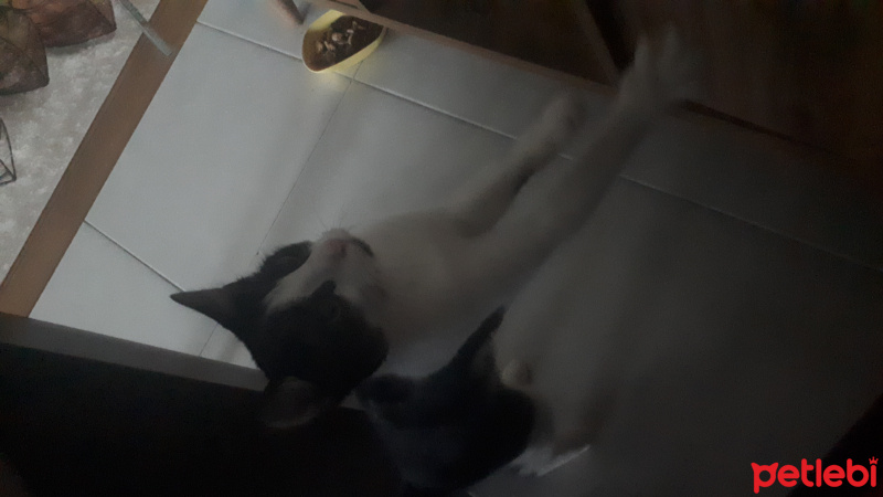 Tekir Kedi, Kedi  Fıstık fotoğrafı