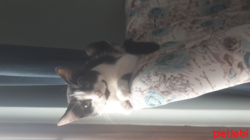Tekir Kedi, Kedi  Fıstık fotoğrafı