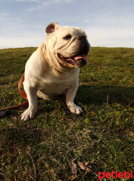 İngiliz Bulldog, Köpek  Hector fotoğrafı