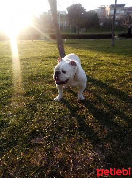 İngiliz Bulldog, Köpek  Hector fotoğrafı