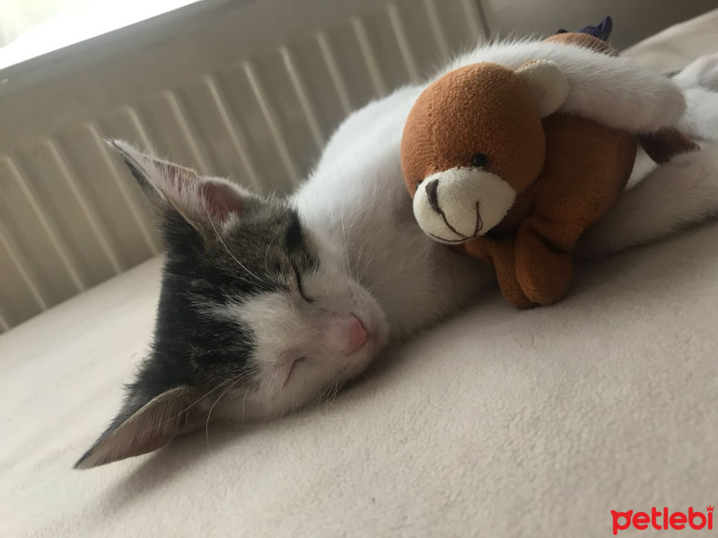 Tekir Kedi, Kedi  Gumball fotoğrafı