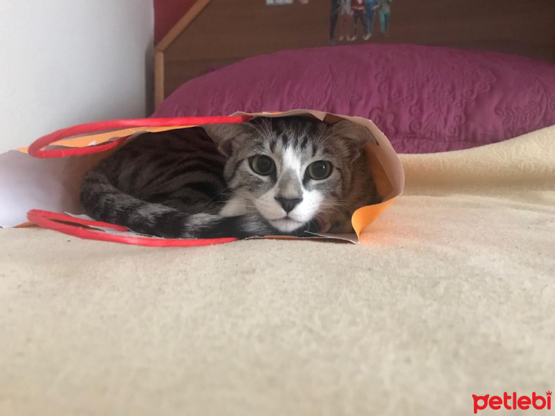 Tekir Kedi, Kedi  Darwin fotoğrafı