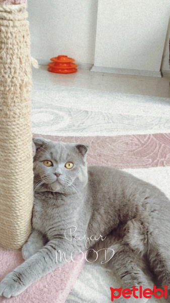 Scottish Fold, Kedi  Boncuk fotoğrafı