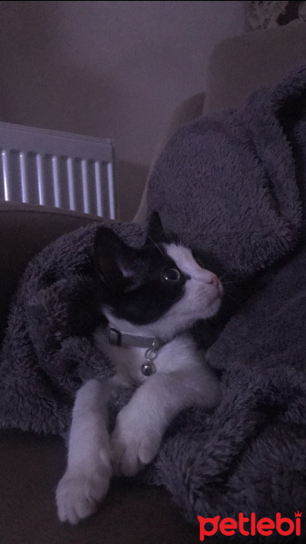 Tuxedo (Smokin) Kedi, Kedi  gece fotoğrafı