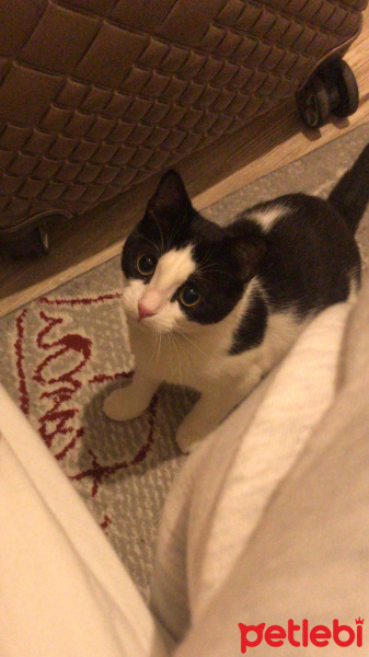 Tuxedo (Smokin) Kedi, Kedi  gece fotoğrafı