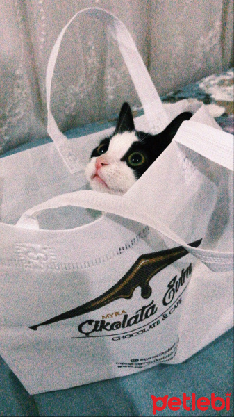 Tuxedo (Smokin) Kedi, Kedi  gece fotoğrafı