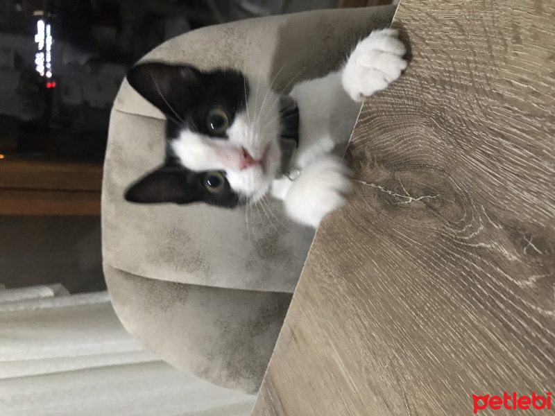 Tuxedo (Smokin) Kedi, Kedi  gece fotoğrafı