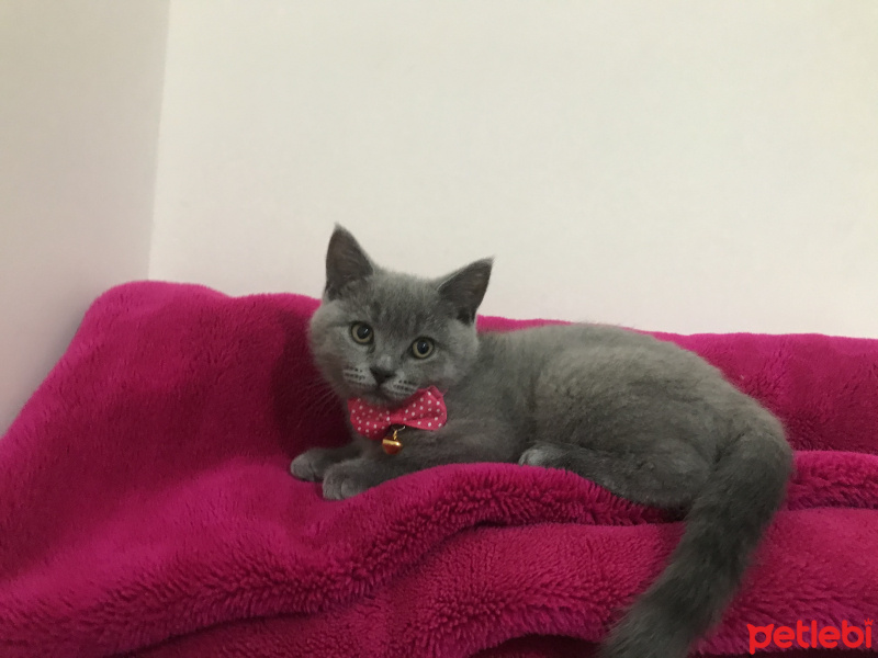 British Shorthair, Kedi  Liya fotoğrafı