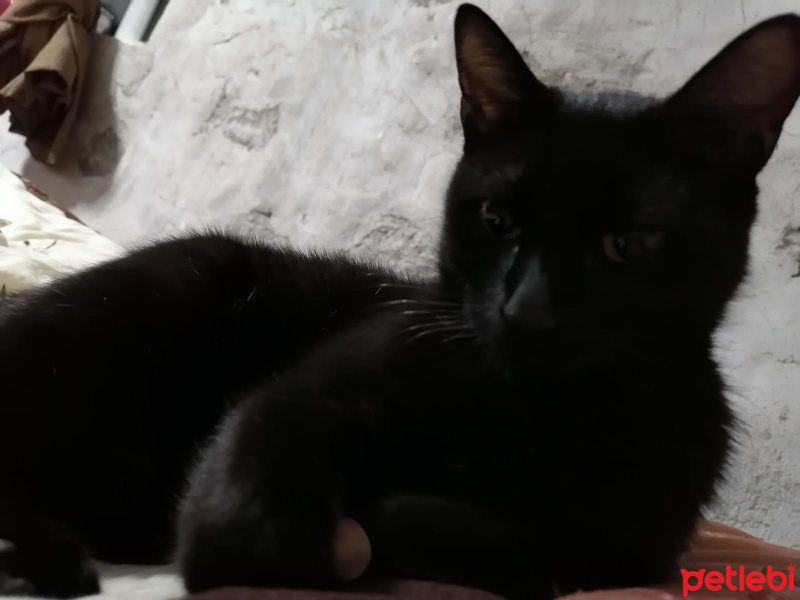Siyam Kedisi, Kedi  zeytin fotoğrafı