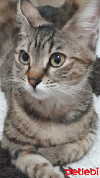 European Shorthair, Kedi  Kara fotoğrafı