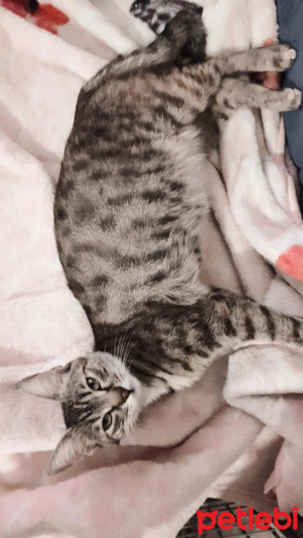 European Shorthair, Kedi  Kara fotoğrafı