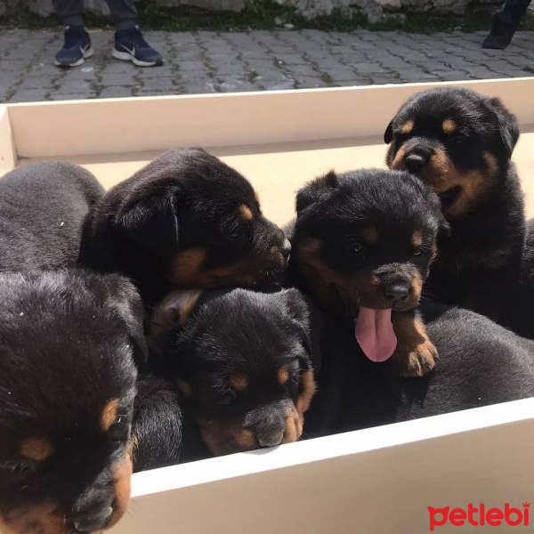 Rottweiler, Köpek  Chery fotoğrafı