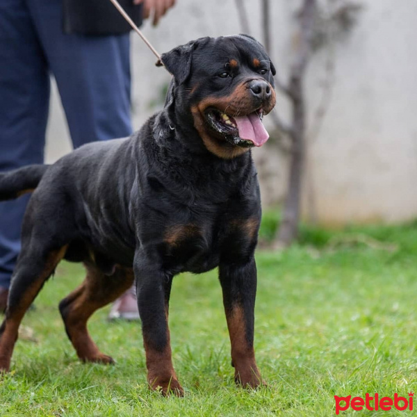 Rottweiler, Köpek  Chery fotoğrafı