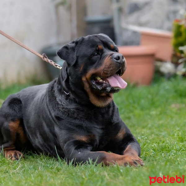 Rottweiler, Köpek  Chery fotoğrafı