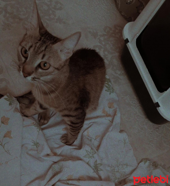 Tekir Kedi, Kedi  Yok fotoğrafı