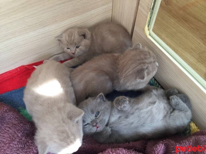 British Shorthair, Kedi  Noel fotoğrafı