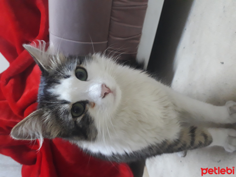 Norwegian Forest, Kedi  Aslancan fotoğrafı