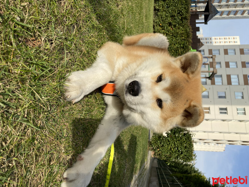 Akita İnu, Köpek  Ralph fotoğrafı