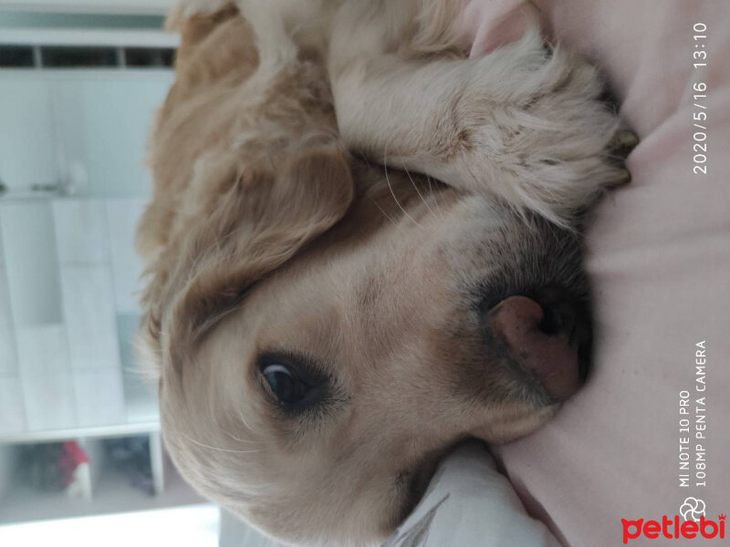 Golden Retriever, Köpek  Lucy fotoğrafı