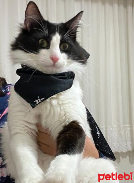 Tuxedo (Smokin) Kedi, Kedi  Benek fotoğrafı