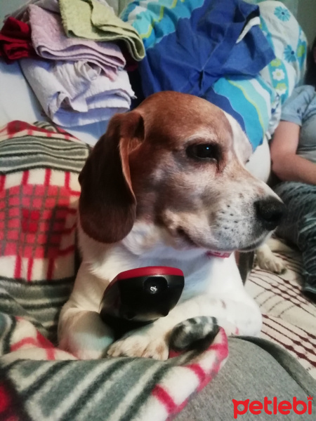 Beagle, Köpek  Mars cubuke fotoğrafı