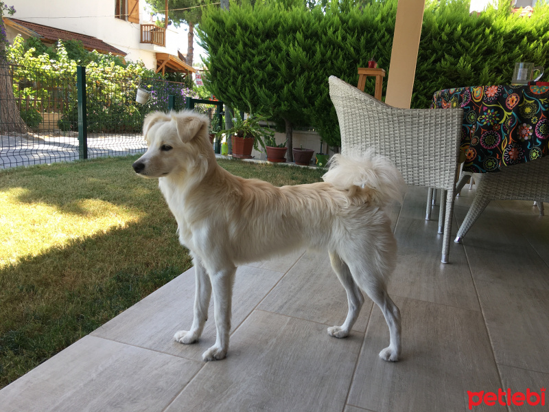 Pappilon, Köpek  Foks fotoğrafı