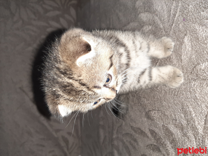 Scottish Fold, Kedi  Scodish fotoğrafı