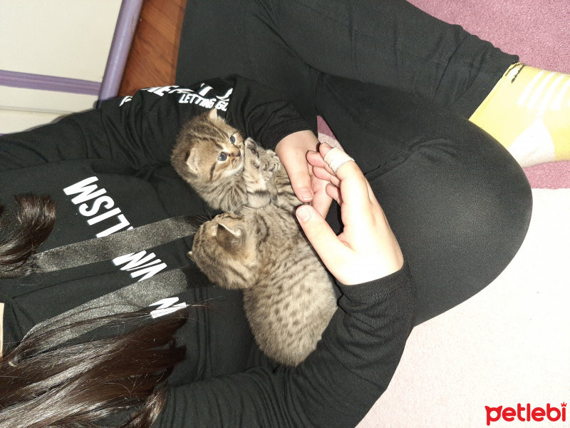 Scottish Fold, Kedi  Scodish fotoğrafı