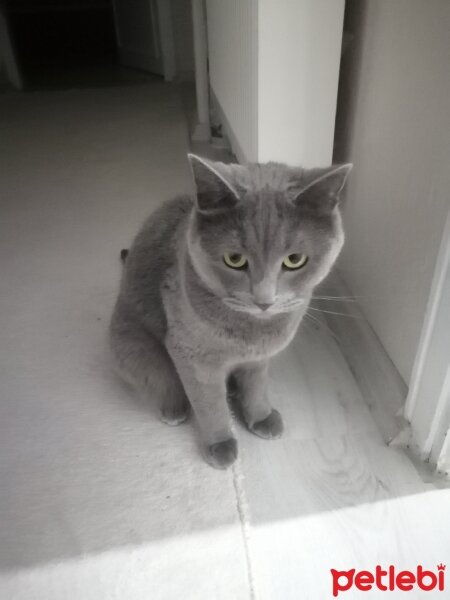 British Shorthair, Kedi  Hermes fotoğrafı