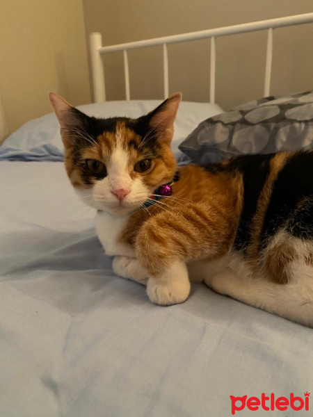 Tekir Kedi, Kedi  Reçel fotoğrafı
