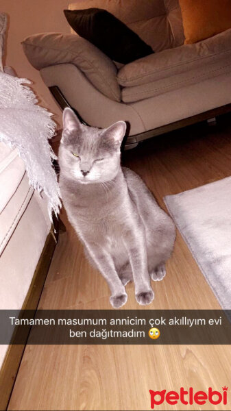 Mavi Rus, Kedi  Queen fotoğrafı