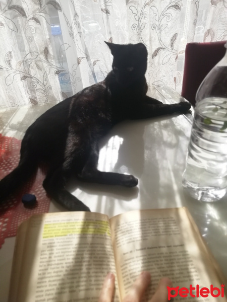 Bombay, Kedi  Zeytin fotoğrafı