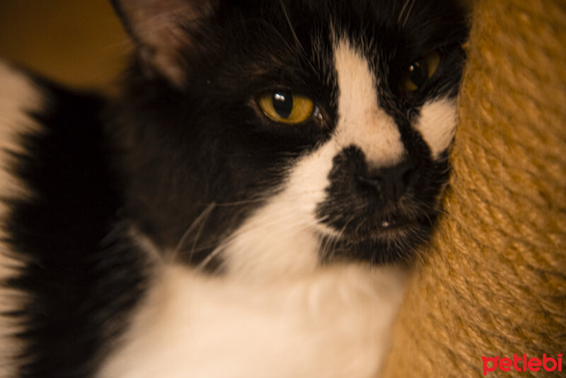 Tuxedo (Smokin) Kedi, Kedi  Sancar fotoğrafı