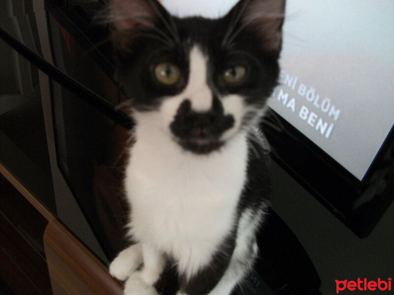 Tuxedo (Smokin) Kedi, Kedi  Sancar fotoğrafı