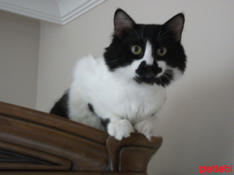 Tuxedo (Smokin) Kedi, Kedi  Sancar fotoğrafı