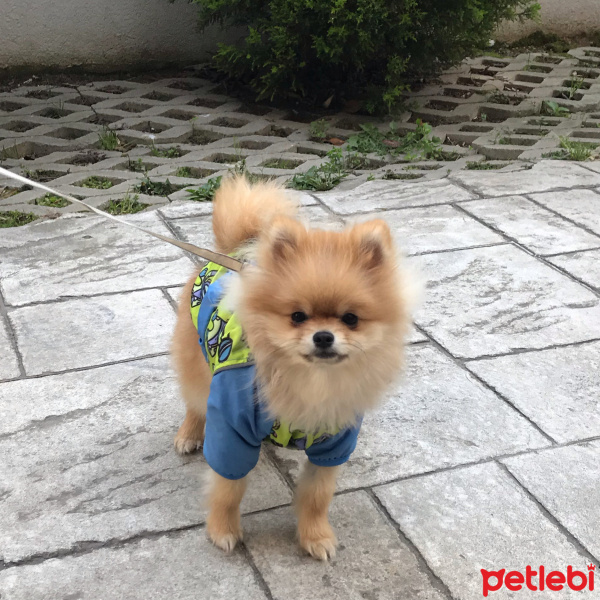 Pomeranyalı, Köpek  Leo fotoğrafı