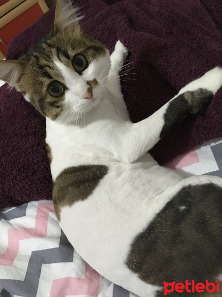 Tekir Kedi, Kedi  Hırçın fotoğrafı