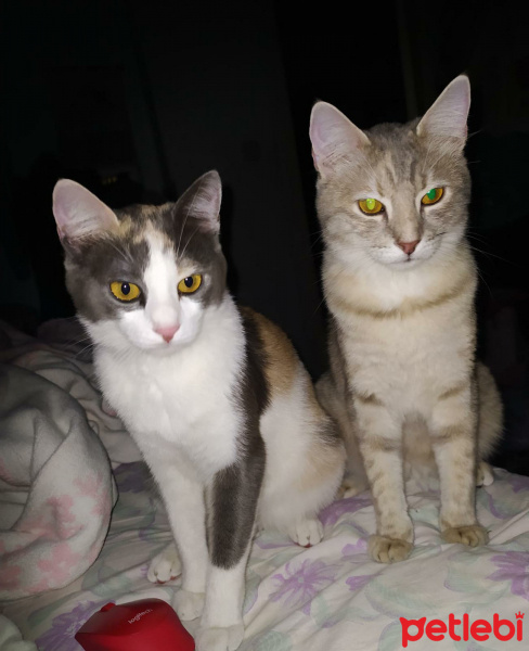 Tekir Kedi, Kedi  Prenses fotoğrafı