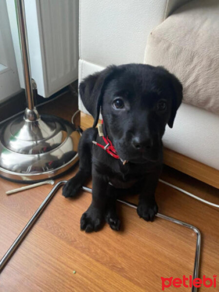 Labrador Retriever, Köpek  BLACK fotoğrafı