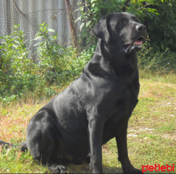 Labrador Retriever, Köpek  BLACK fotoğrafı