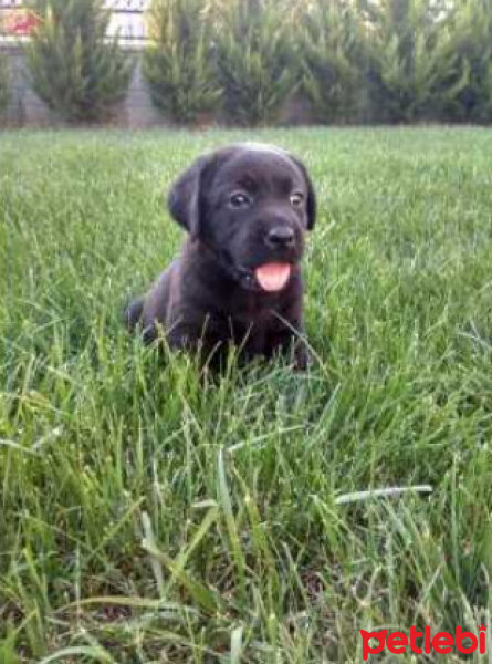 Labrador Retriever, Köpek  BLACK fotoğrafı