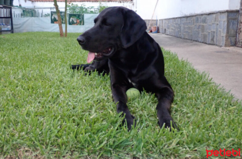 Labrador Retriever, Köpek  BLACK fotoğrafı