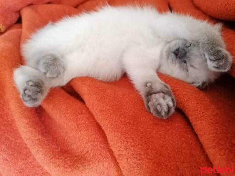 Scottish Fold, Kedi  Can fotoğrafı