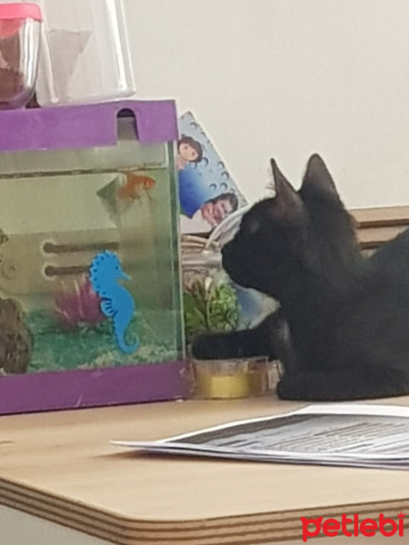 Tekir Kedi, Kedi  KARAM fotoğrafı