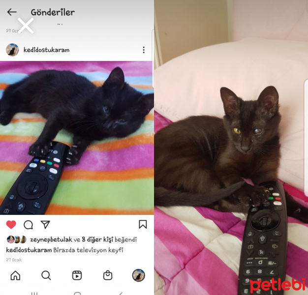 Tekir Kedi, Kedi  KARAM fotoğrafı